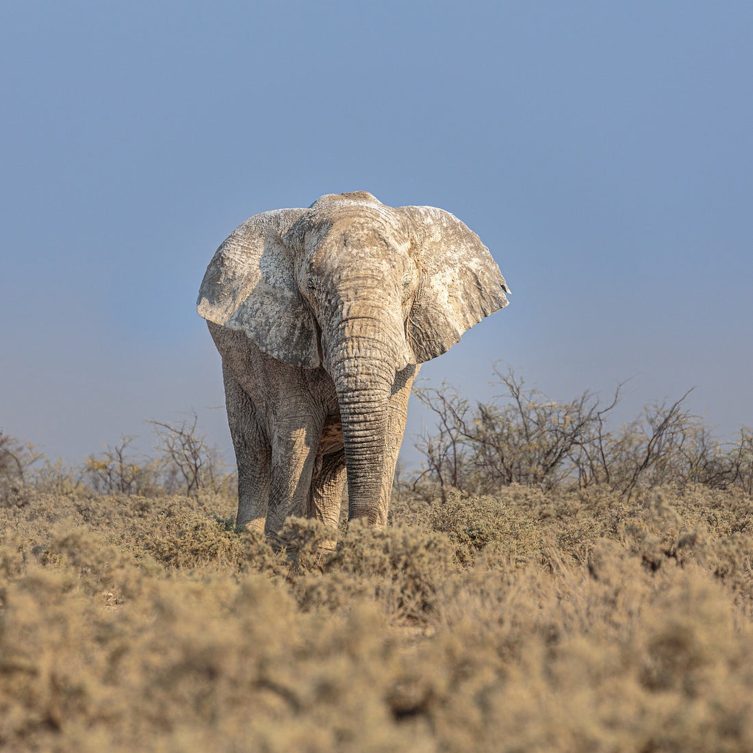 The Incredible Importance of Elephants: More Than Meets the Eye